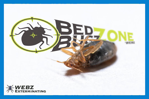 Cincinnati Bed Bug Treatment