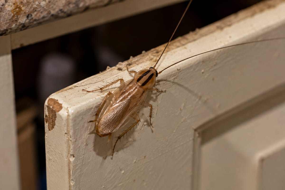 A German cockroach on the edge of a kitchen cabinet door, two dark stripes visible behind its head